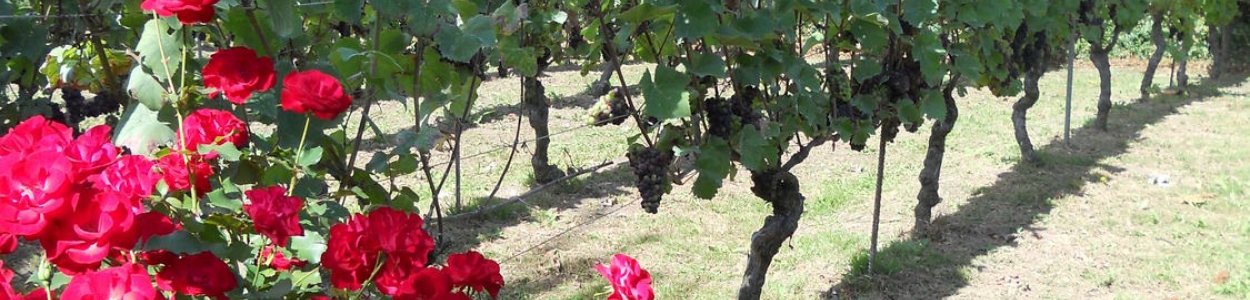wijnranken en bloemen in de wijngaard den eik