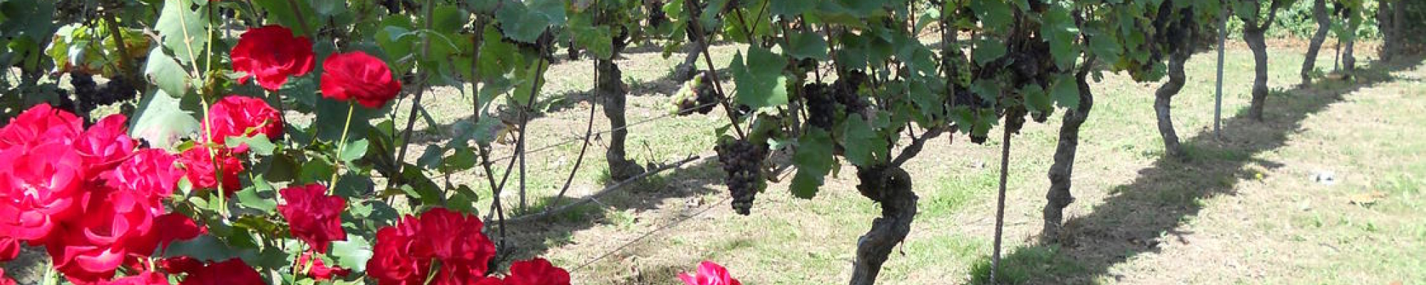 wijnranken en bloemen in de wijngaard den eik