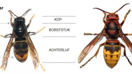 2 soorten hoornaars