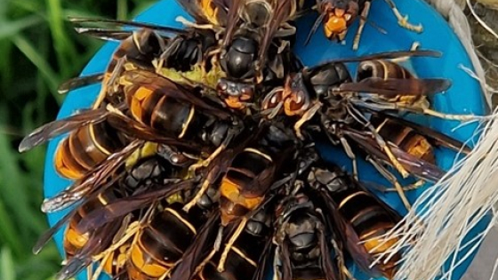 aziatische hoornaers op lokdoos