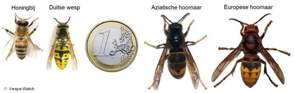 bij, wesp, euro-muntstuk, aziatische hoornaar en Europese hoornaar